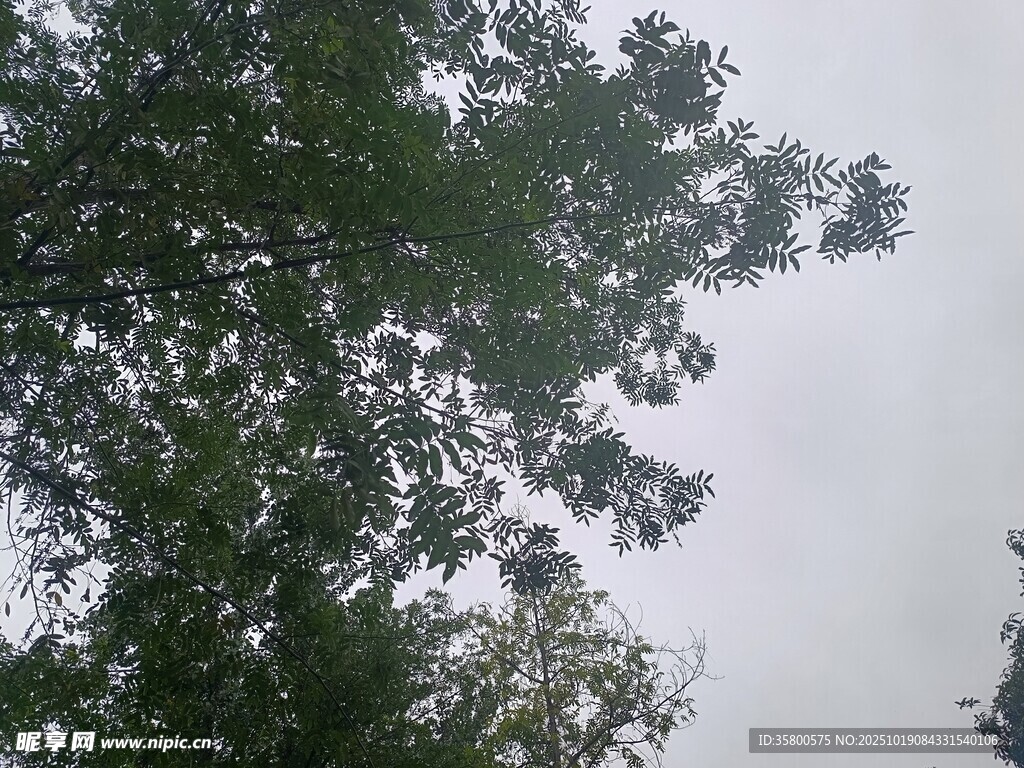 仰视茂密绿树树冠
