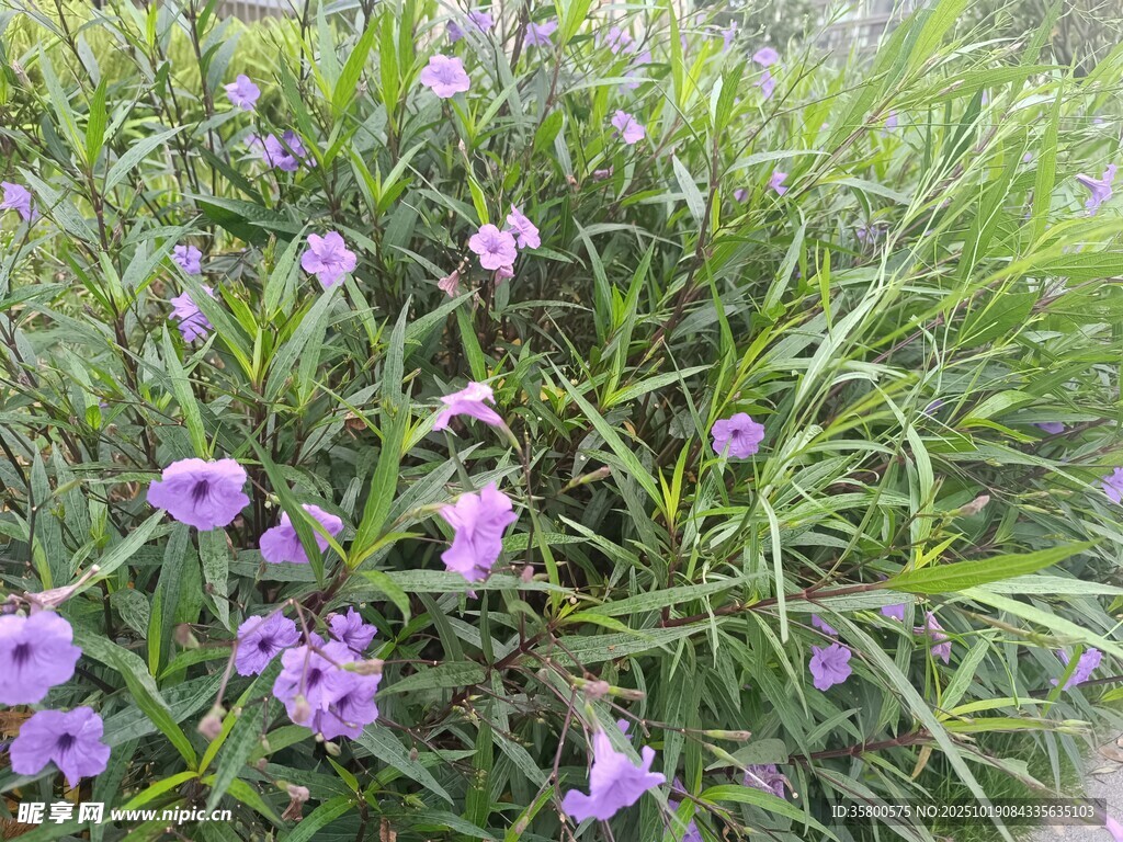 紫色小花绽放于草丛中