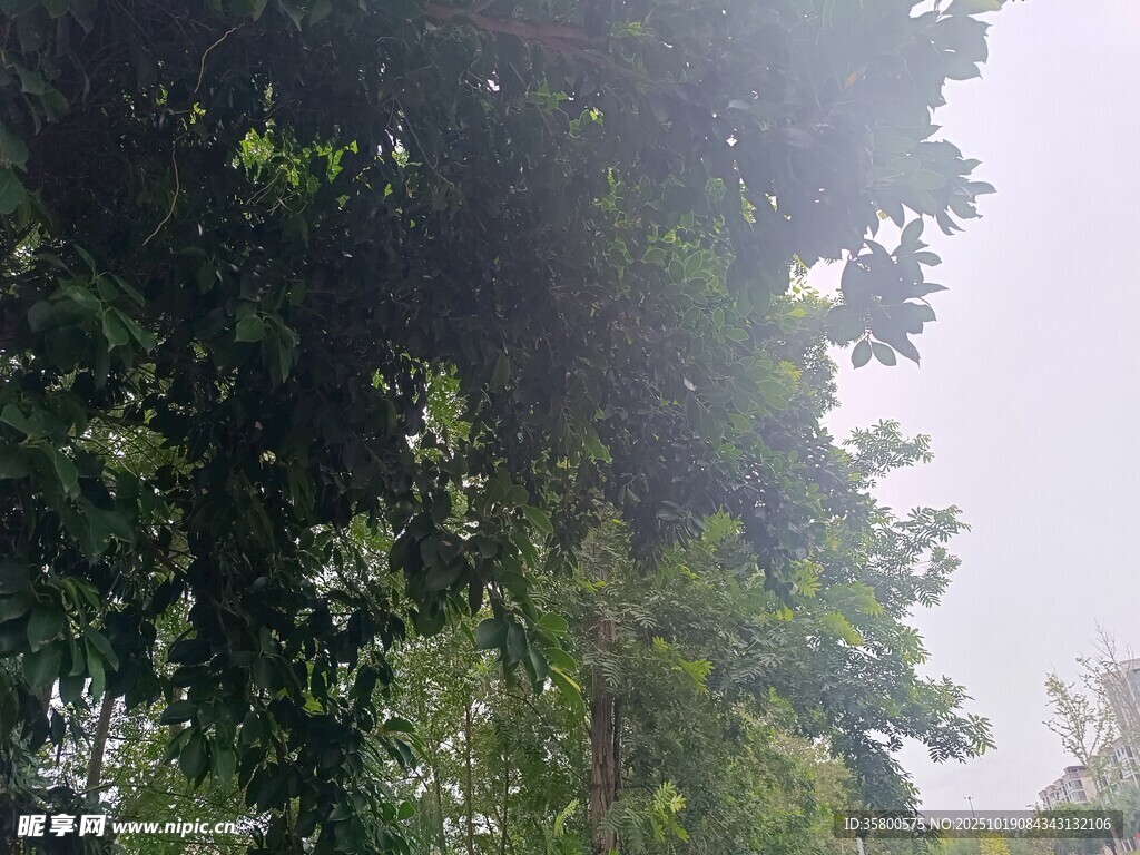 繁茂绿树 