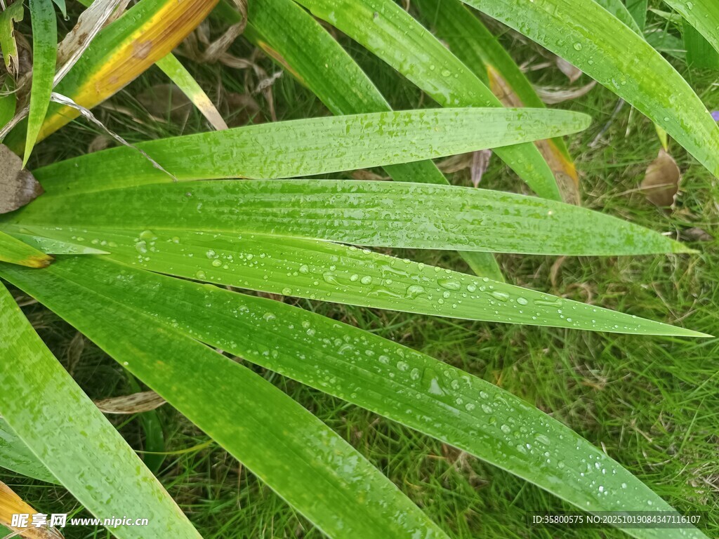 带水珠的翠绿阔叶植物