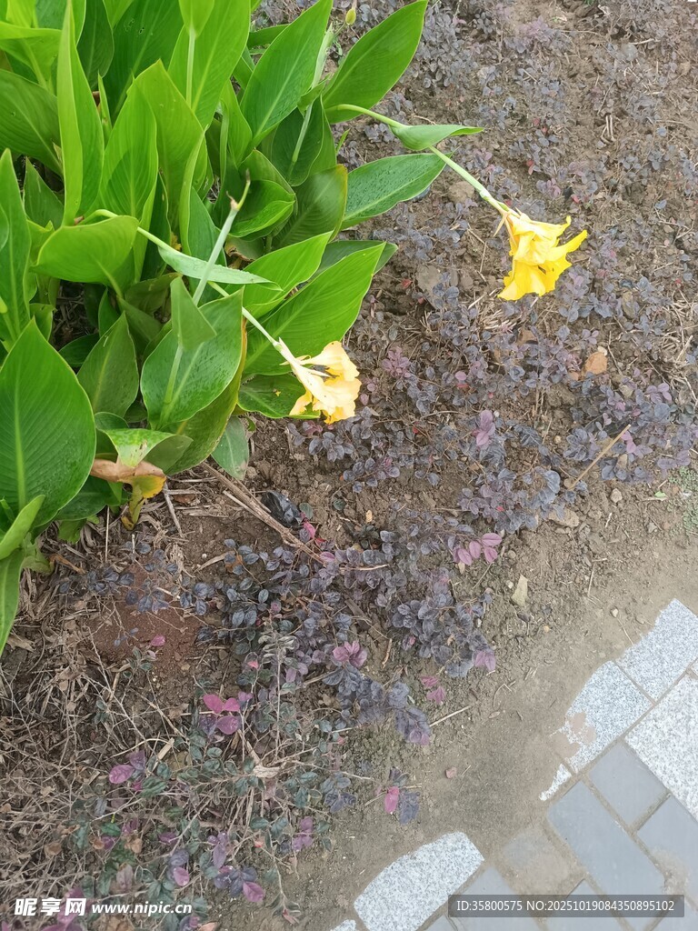 路边绽放的黄色小花