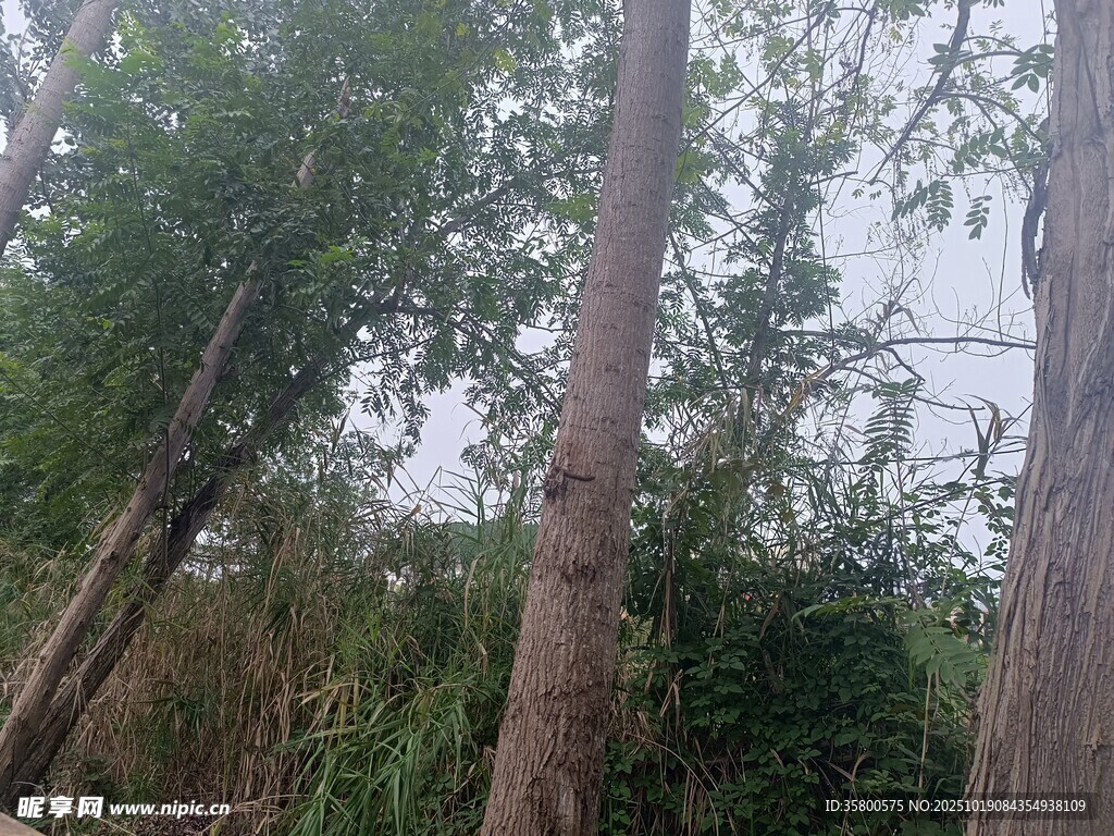 林间挺拔树木