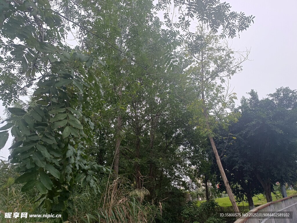 路边葱郁树木风景