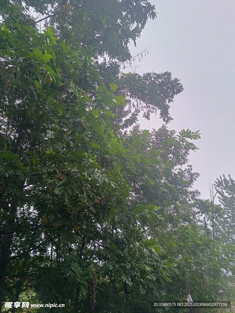 茂密树林中的绿意景致