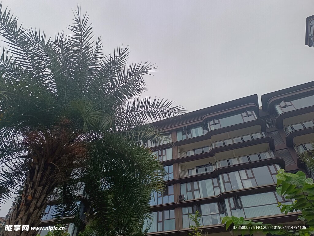 现代风格建筑旁的棕榈树