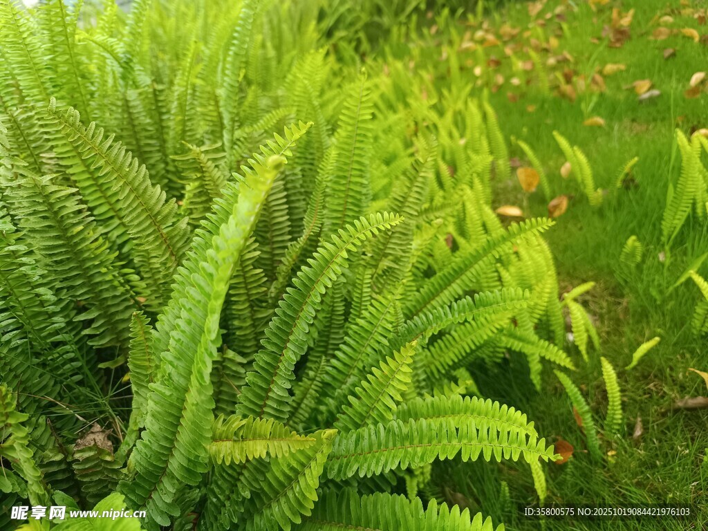 翠绿蕨类植物生机勃勃