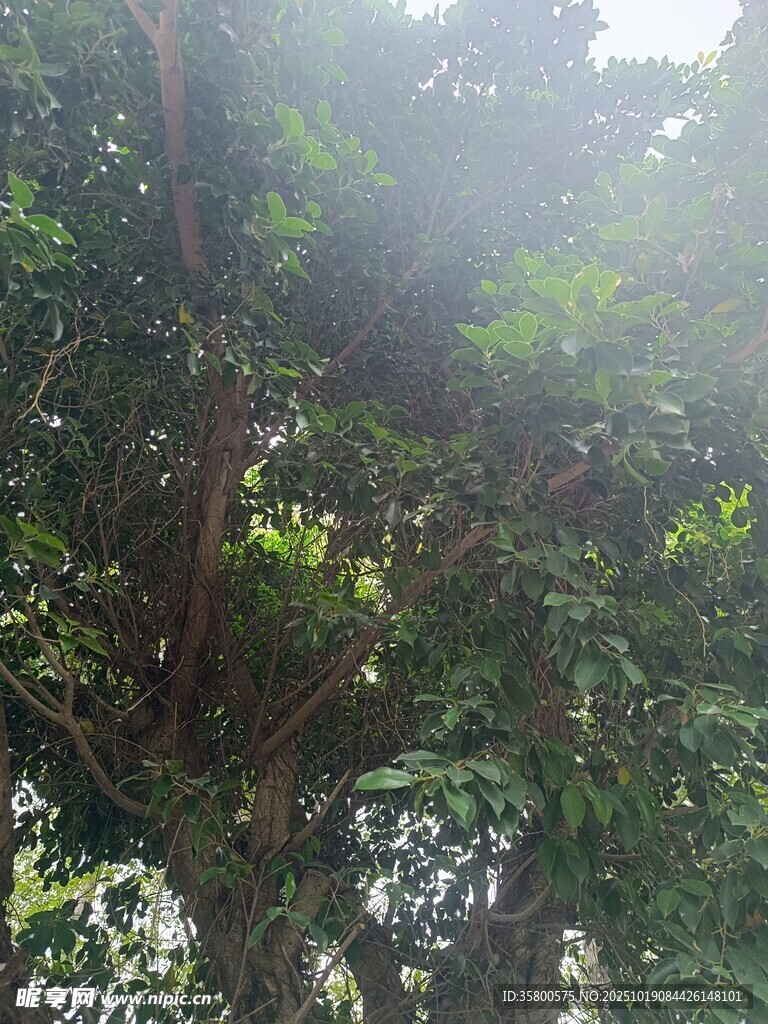 阳光洒下的葱郁树林