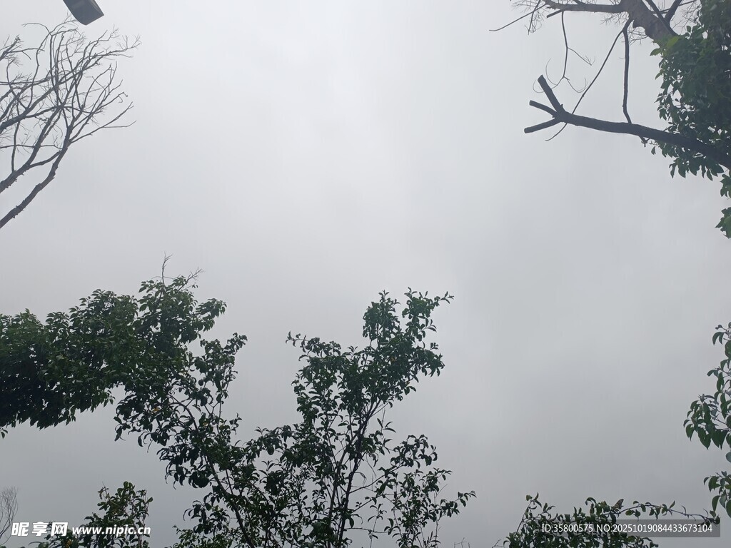 树梢间的天空