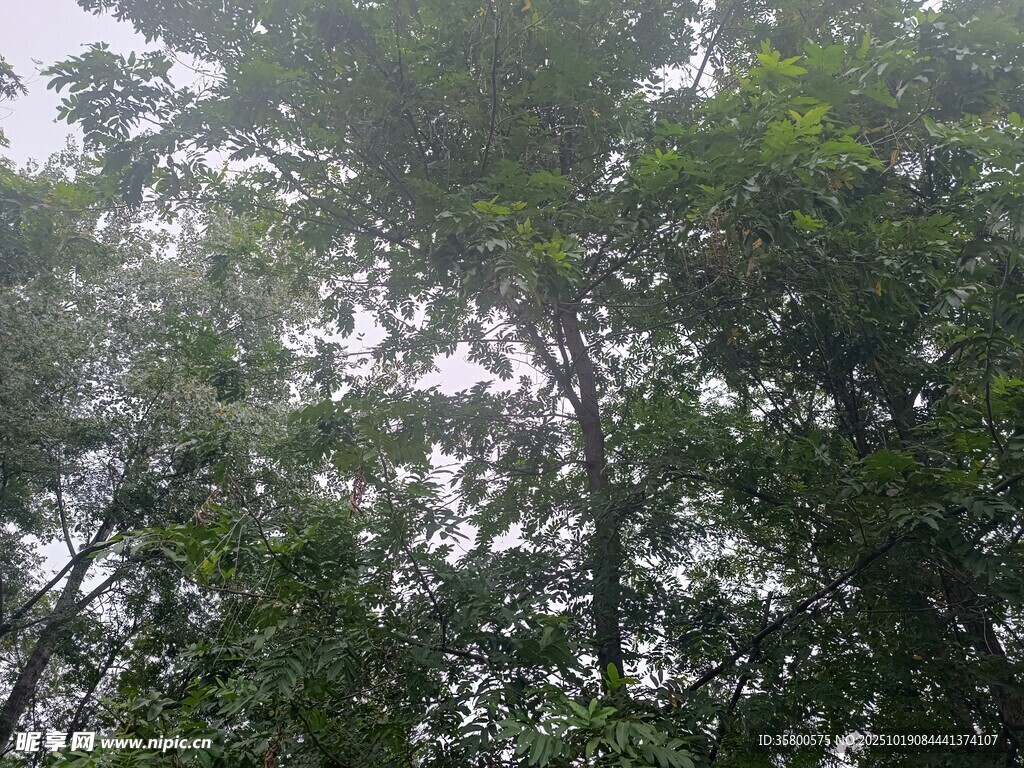 林间晨光中的繁茂绿树