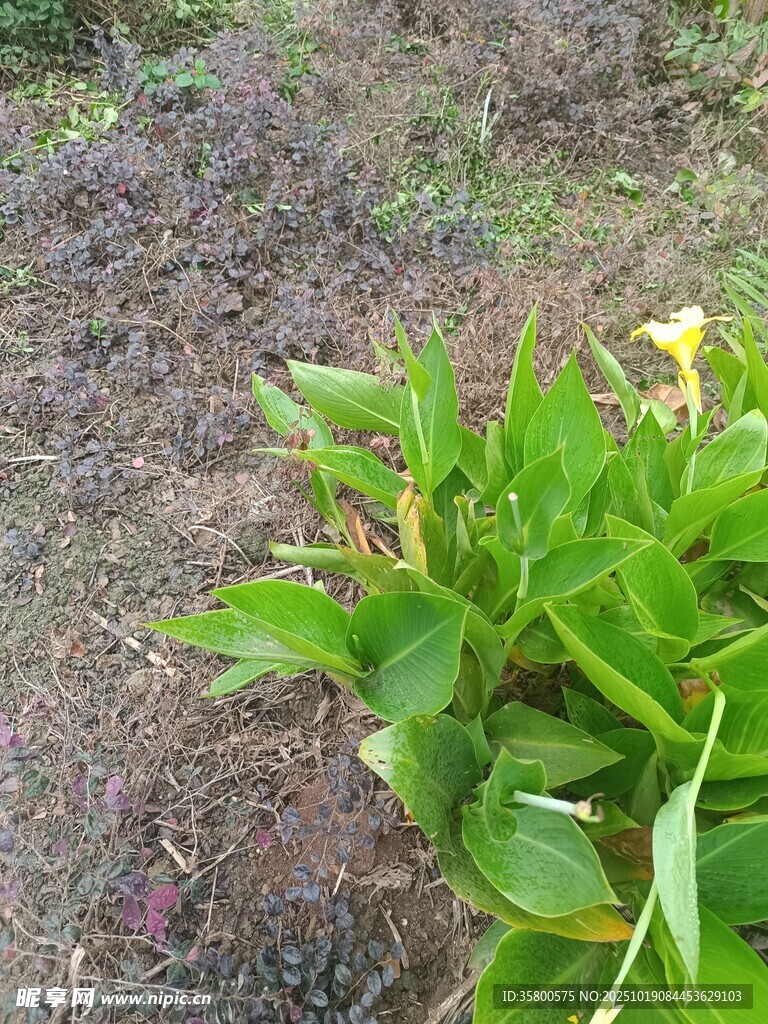 绿叶黄花植物特写
