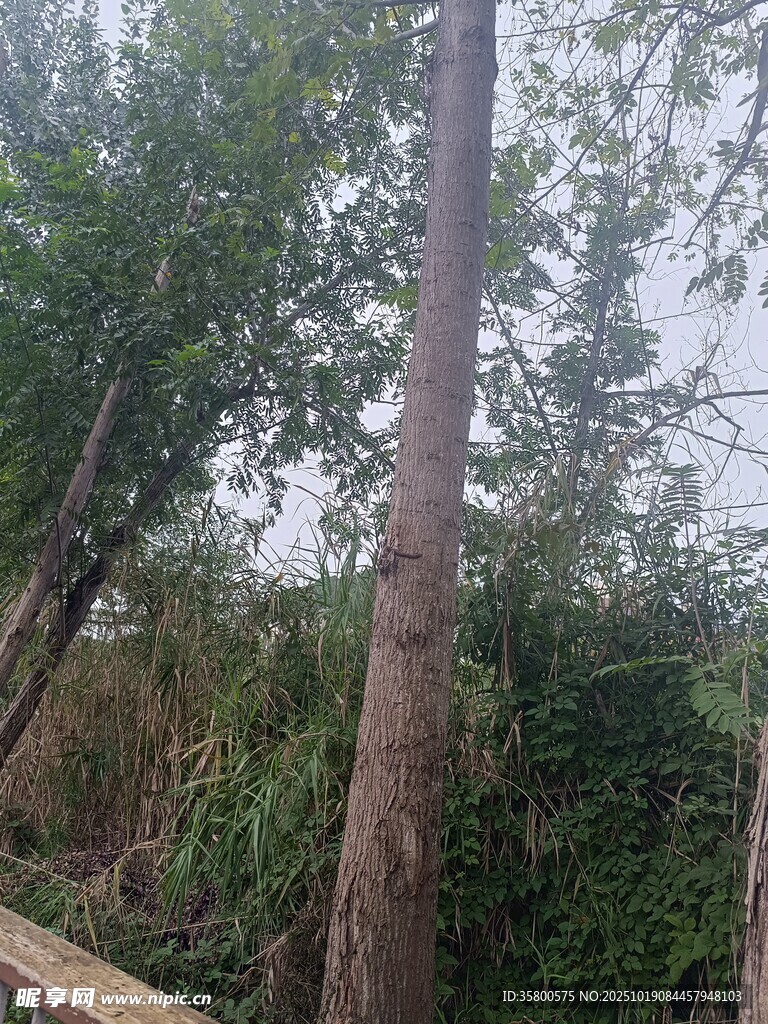 野外挺拔的树木与植被
