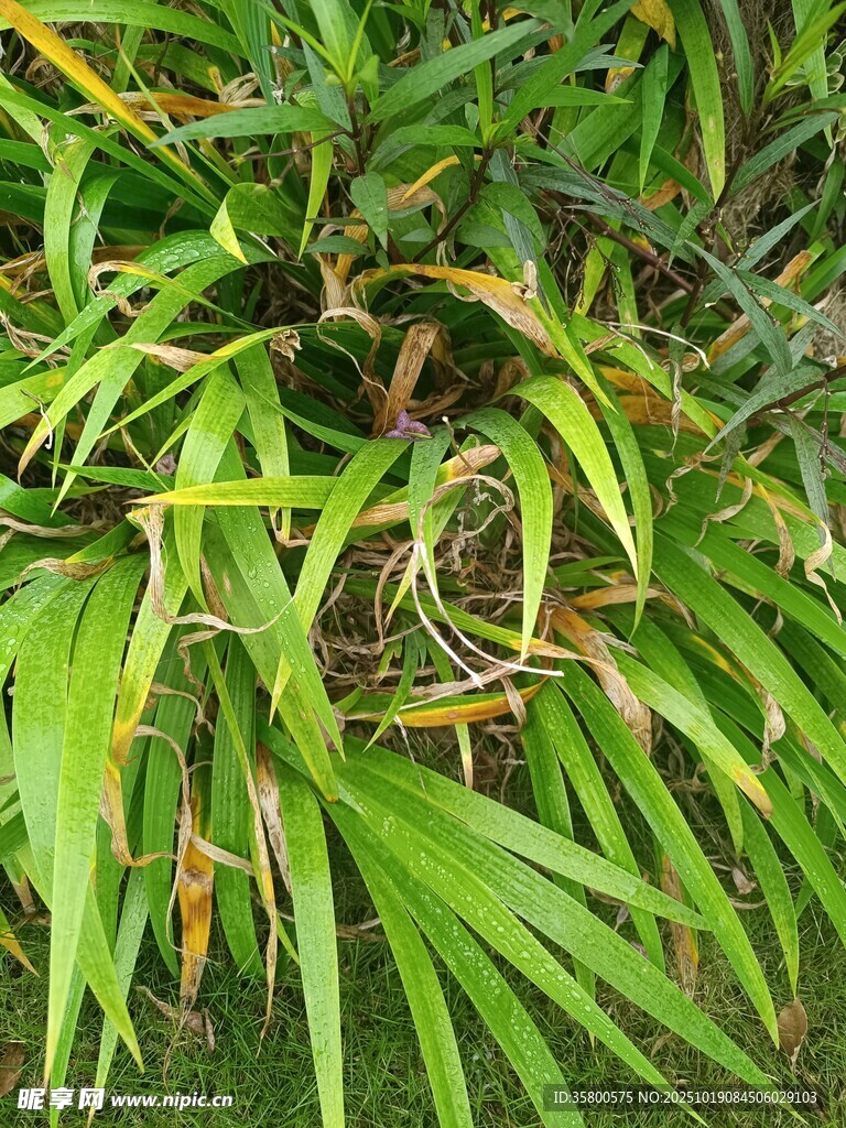 翠绿丛生的热带植物