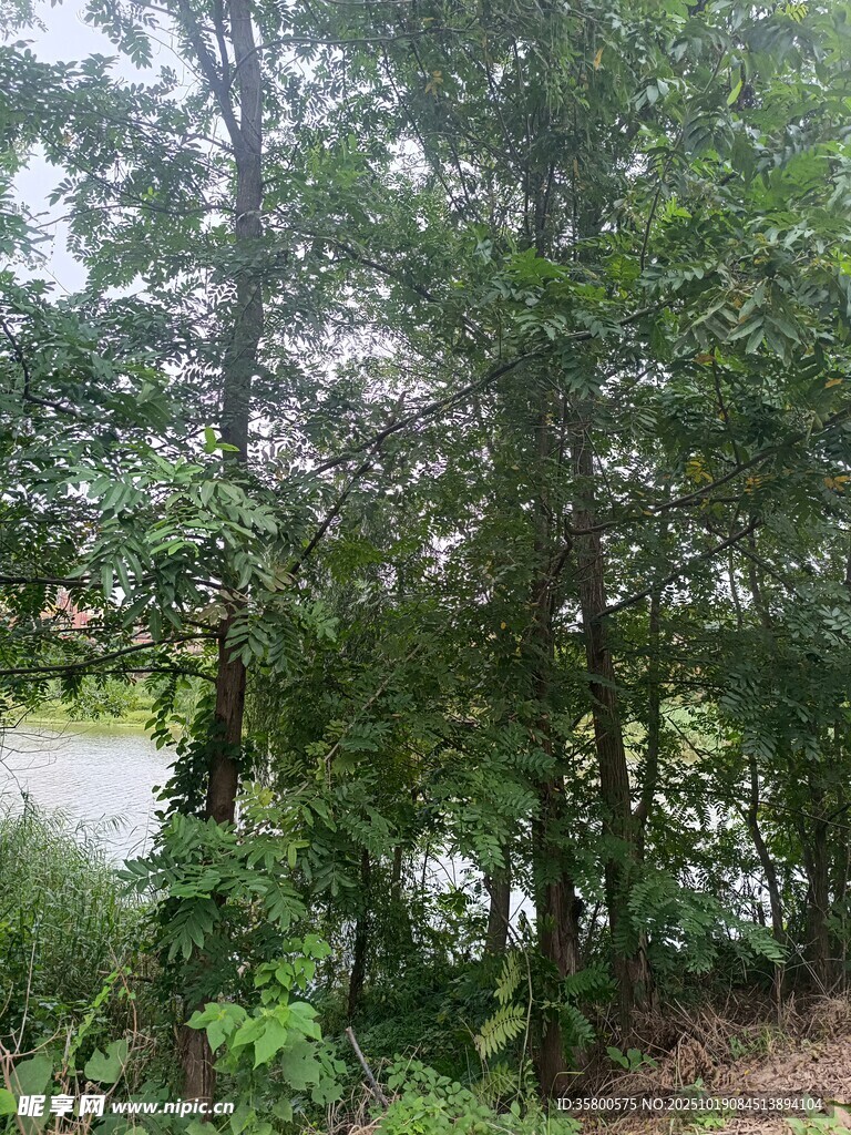林间湖畔绿意盎然景色
