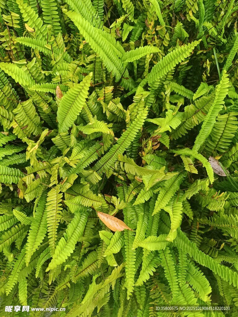 翠绿繁茂的蕨类植物叶片