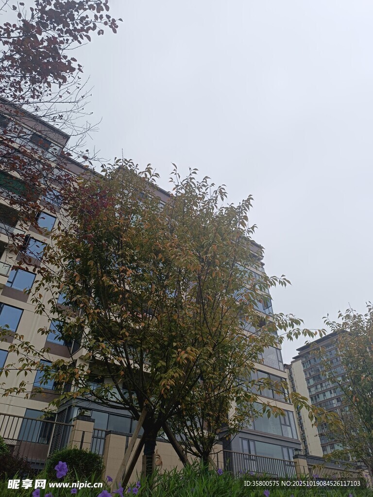 小区内树木与楼房景观