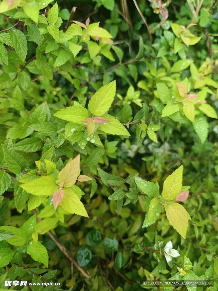 绿叶间的多彩植物