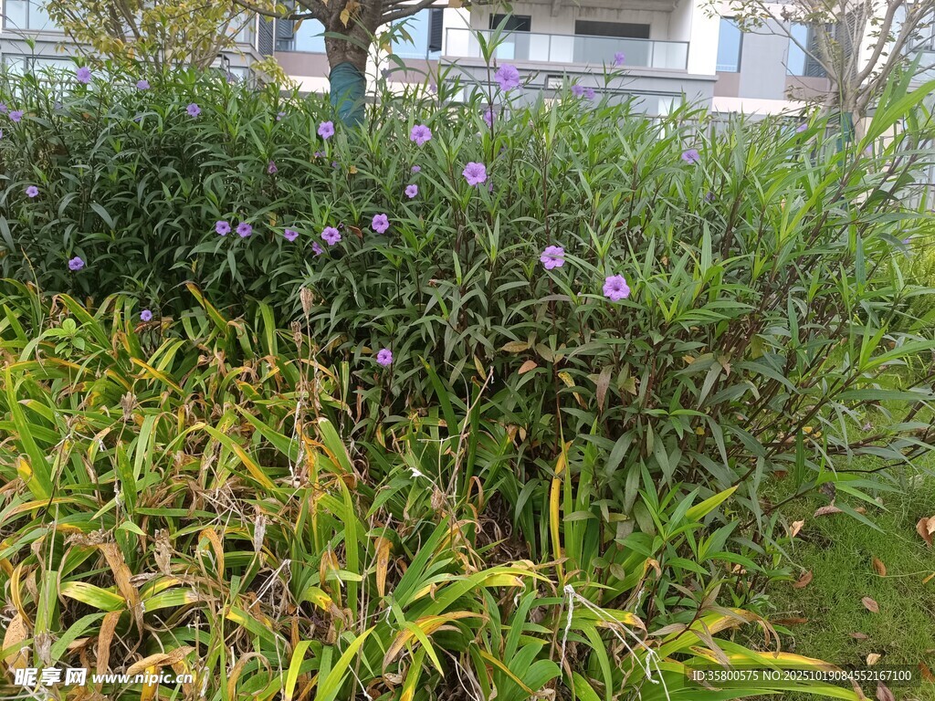 庭院中的繁茂绿植花卉