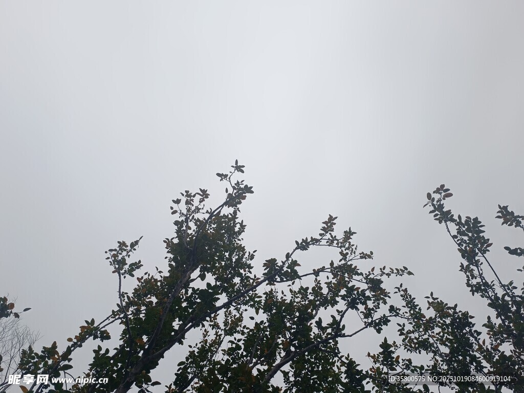 树梢之上的灰白天空