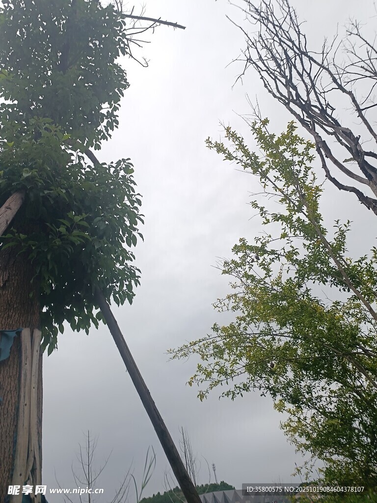雾中树木景观