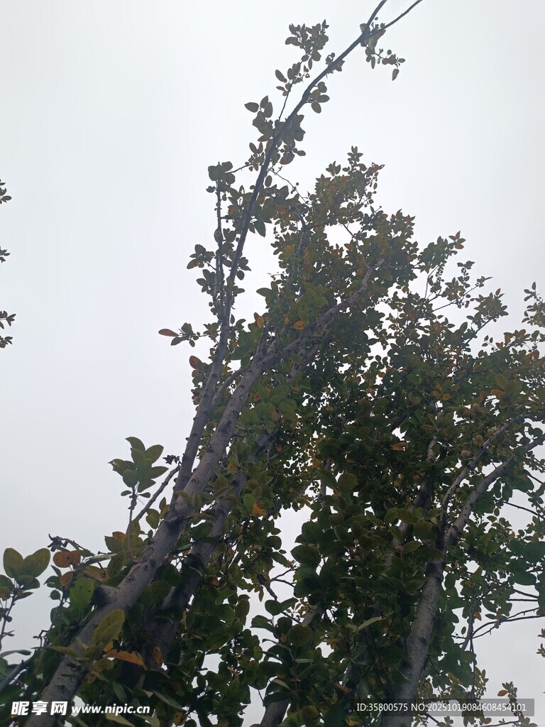 枝头绿叶映天空