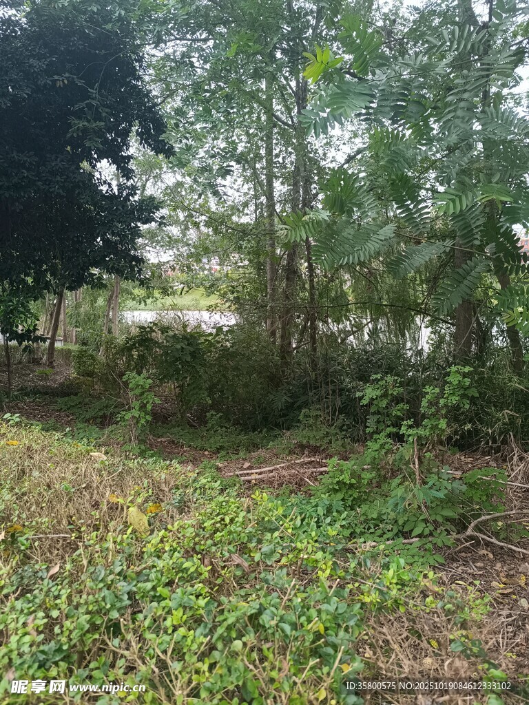 野外繁茂的树林与草地