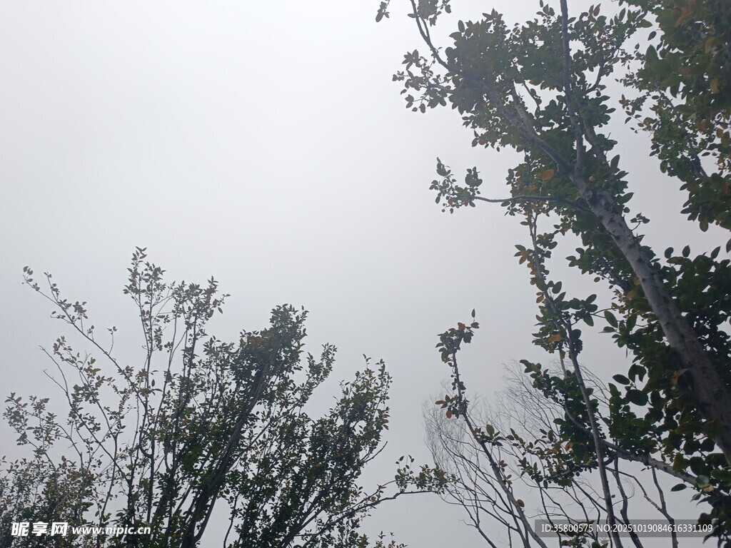 仰视树木与灰白天空