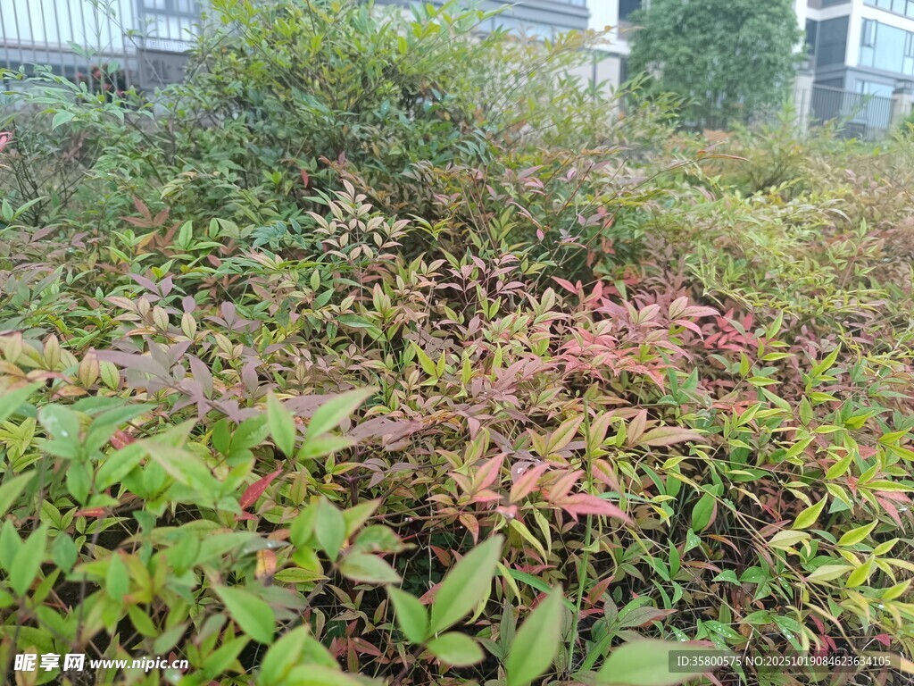 多彩繁茂的户外植物景观