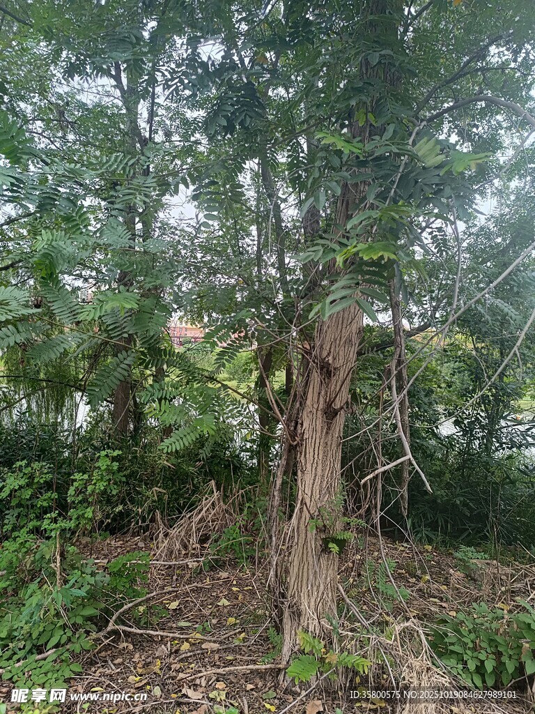 森林中的粗壮树木与植被