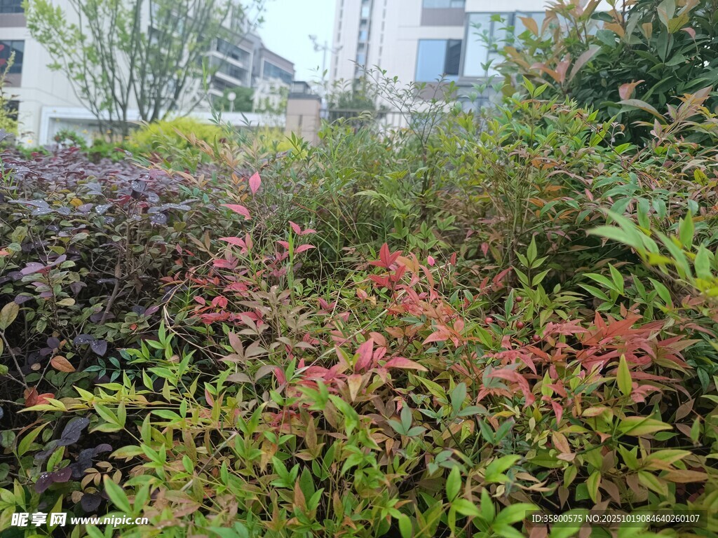 多彩植物景观