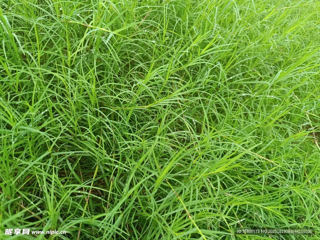 翠绿草地