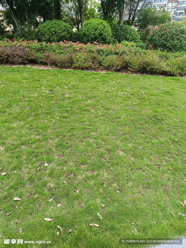翠绿草坪