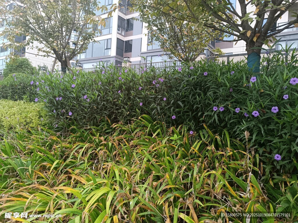 城市中繁茂的绿植景观