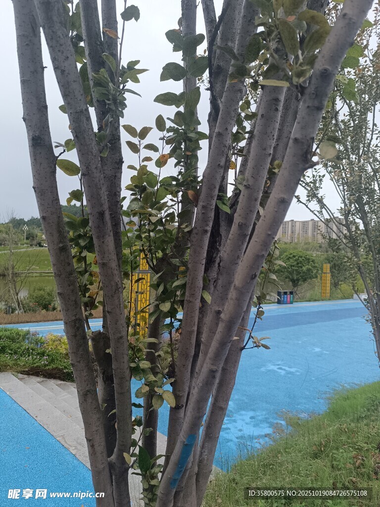 蓝池边的绿植景致