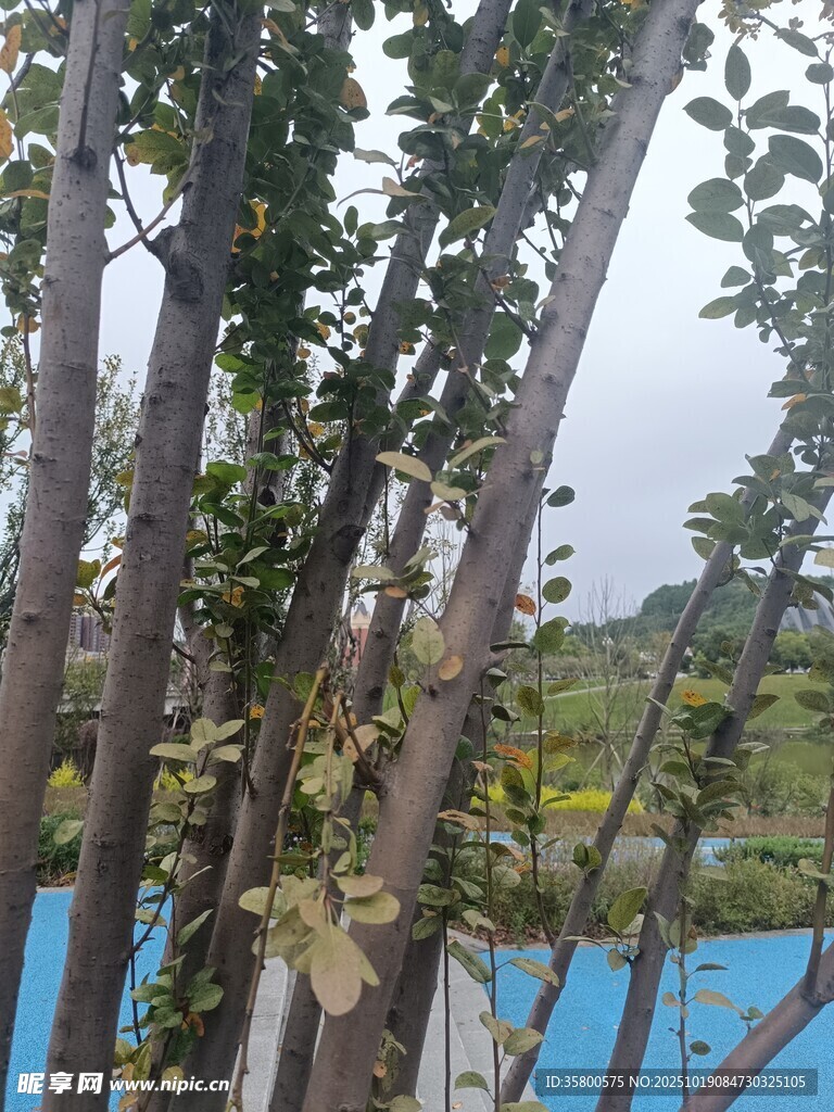 户外树木与蓝色背景景观