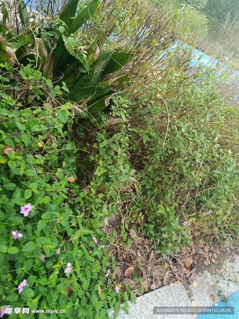 户外绿植景观一角