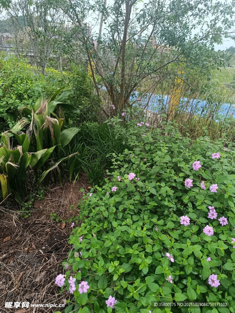 花园绿植景观
