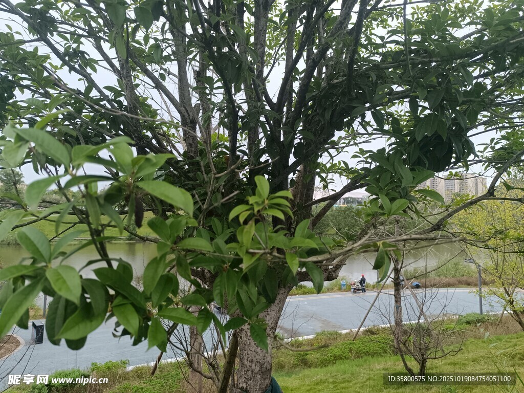 公园中繁茂的绿树