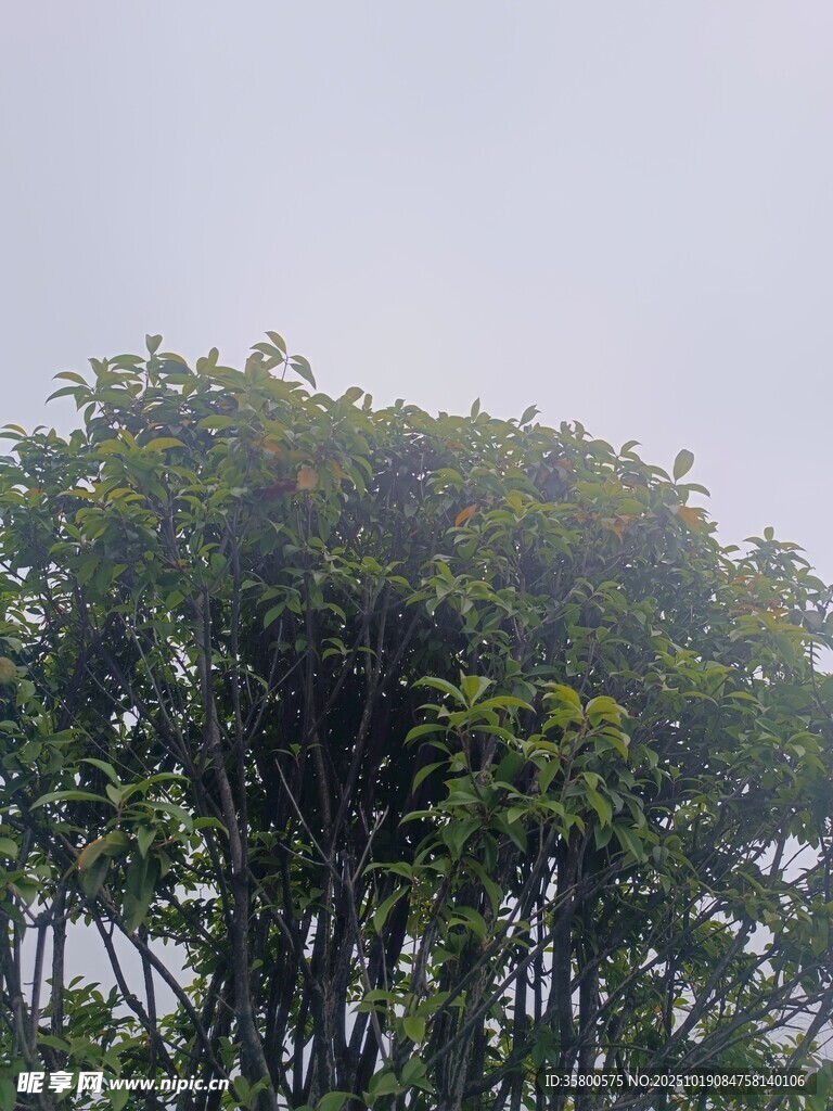 茂密绿树 