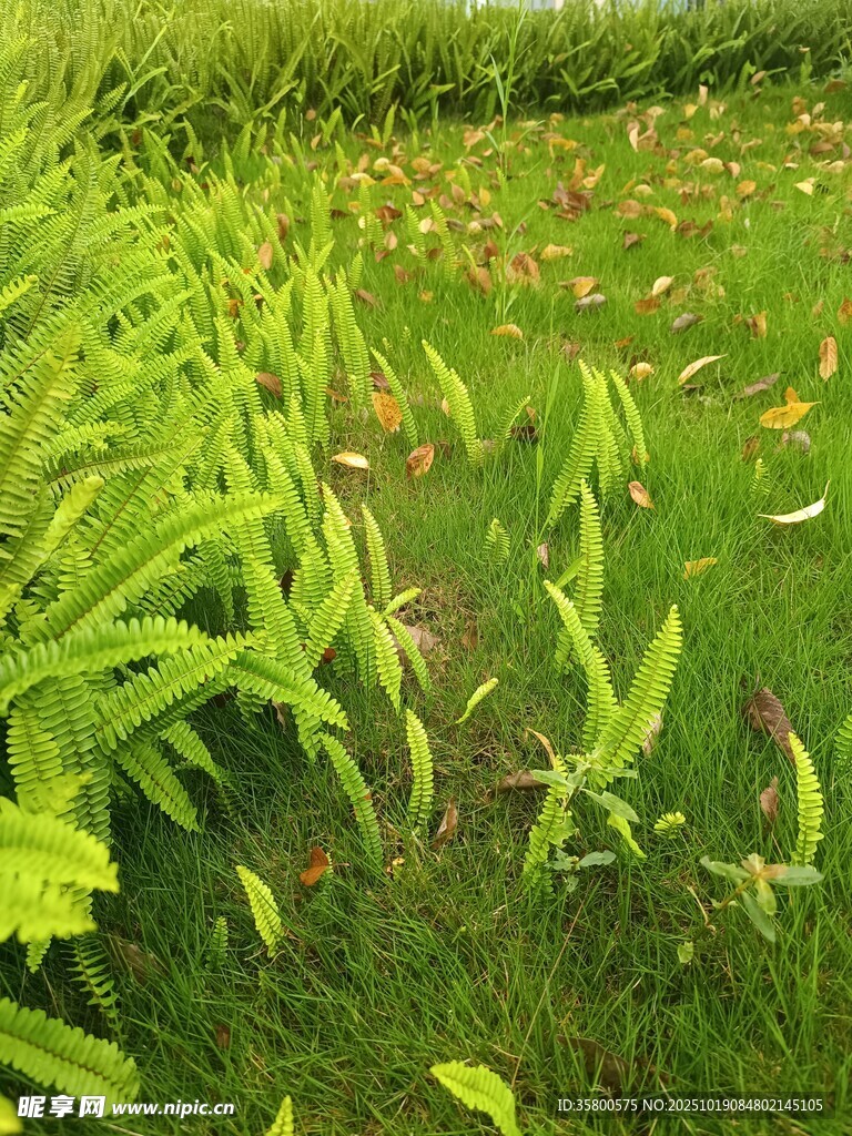 翠绿田野中的蓬勃植物