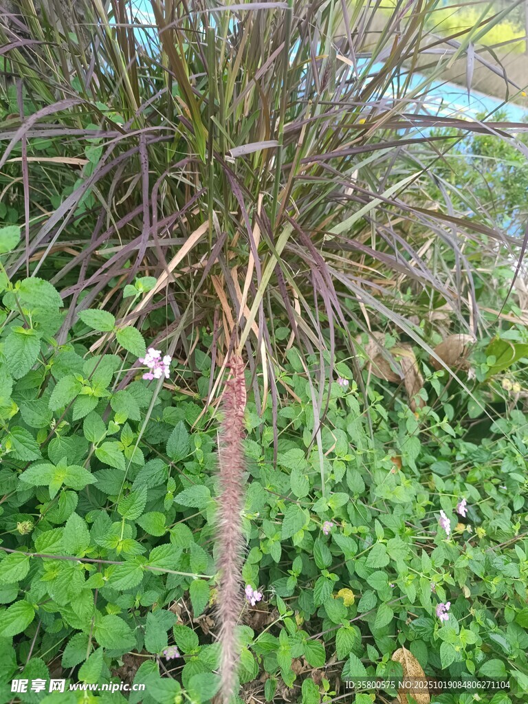 单株植物与繁茂绿叶