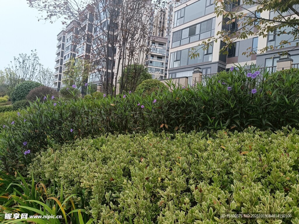 小区绿植景观