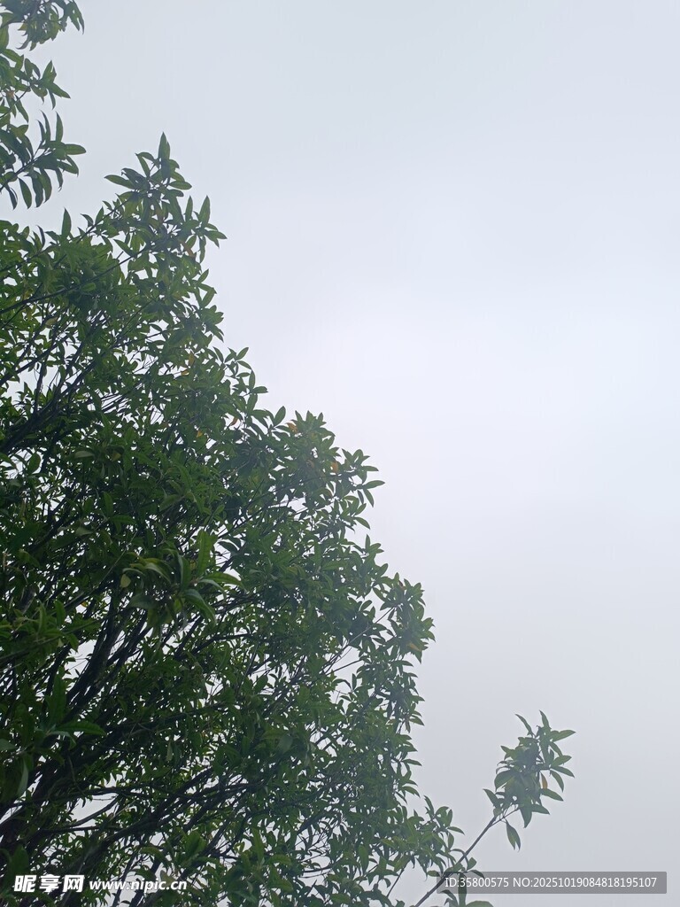 绿树映灰天