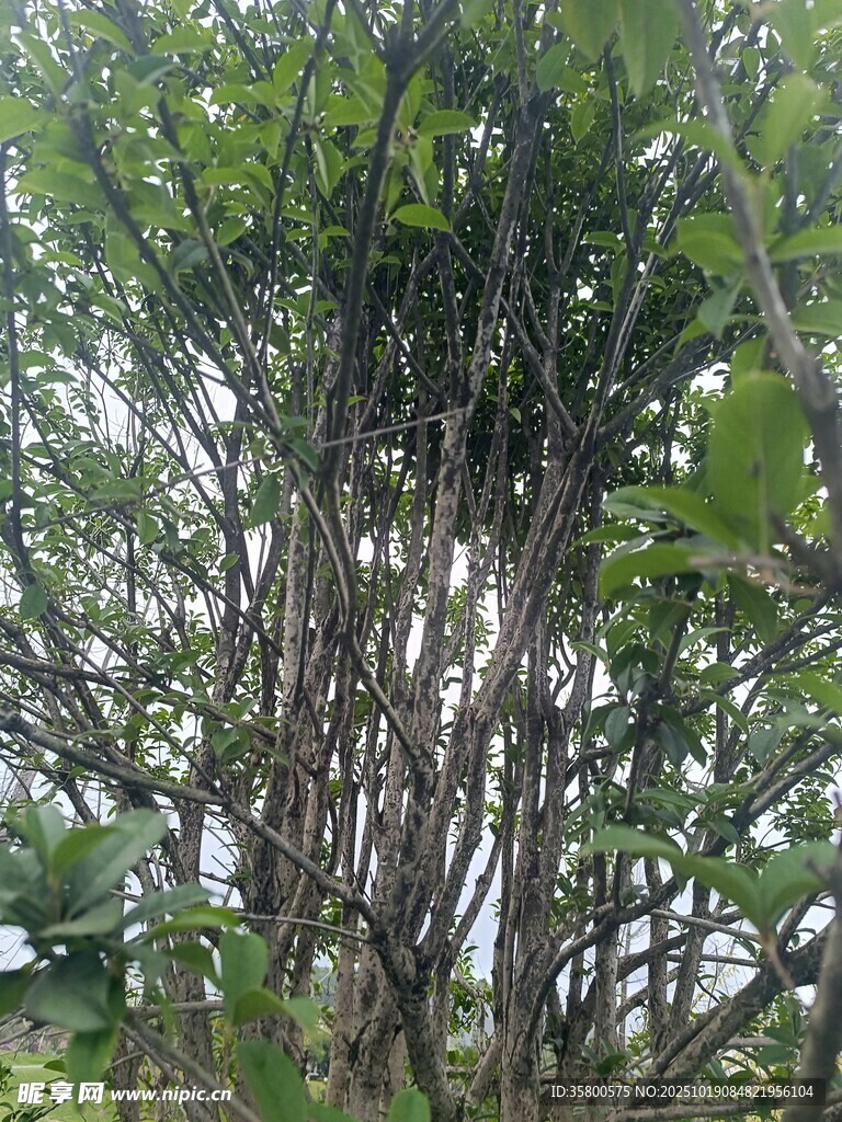 繁茂树林中的植物景观