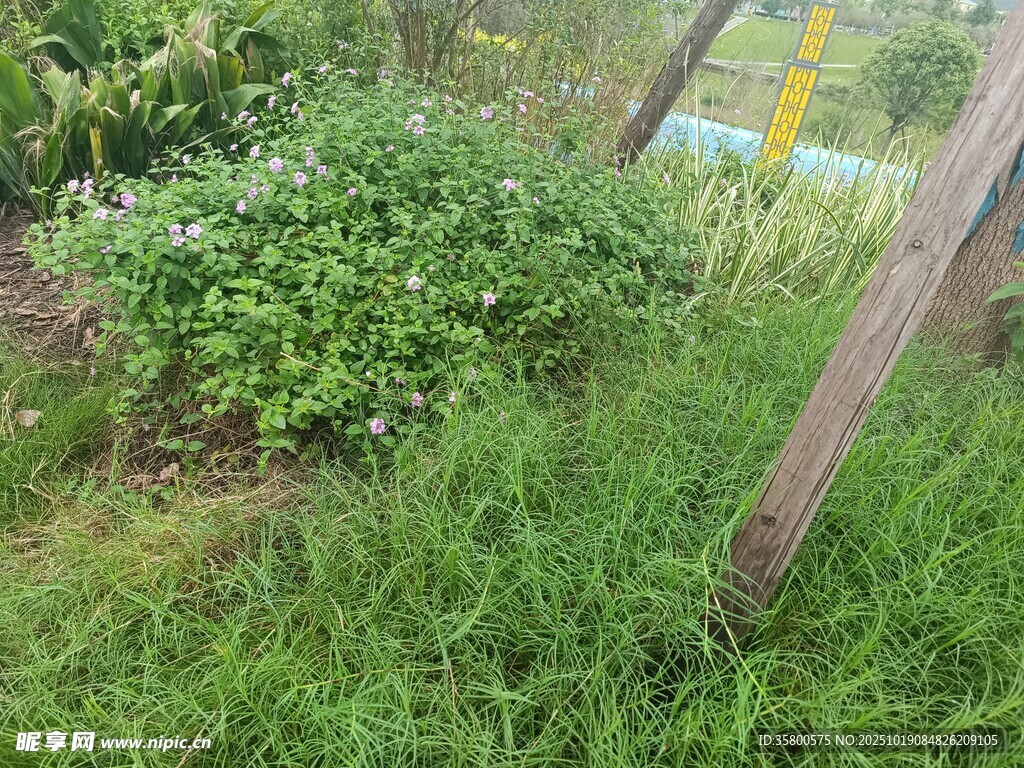 田园中的绿植与木杆