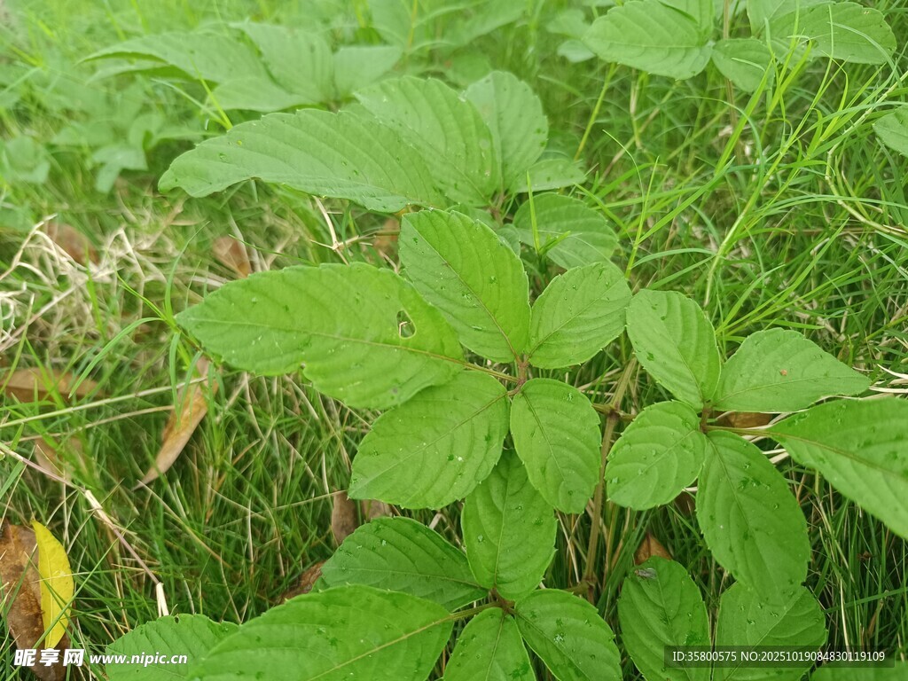 野外翠绿的植物