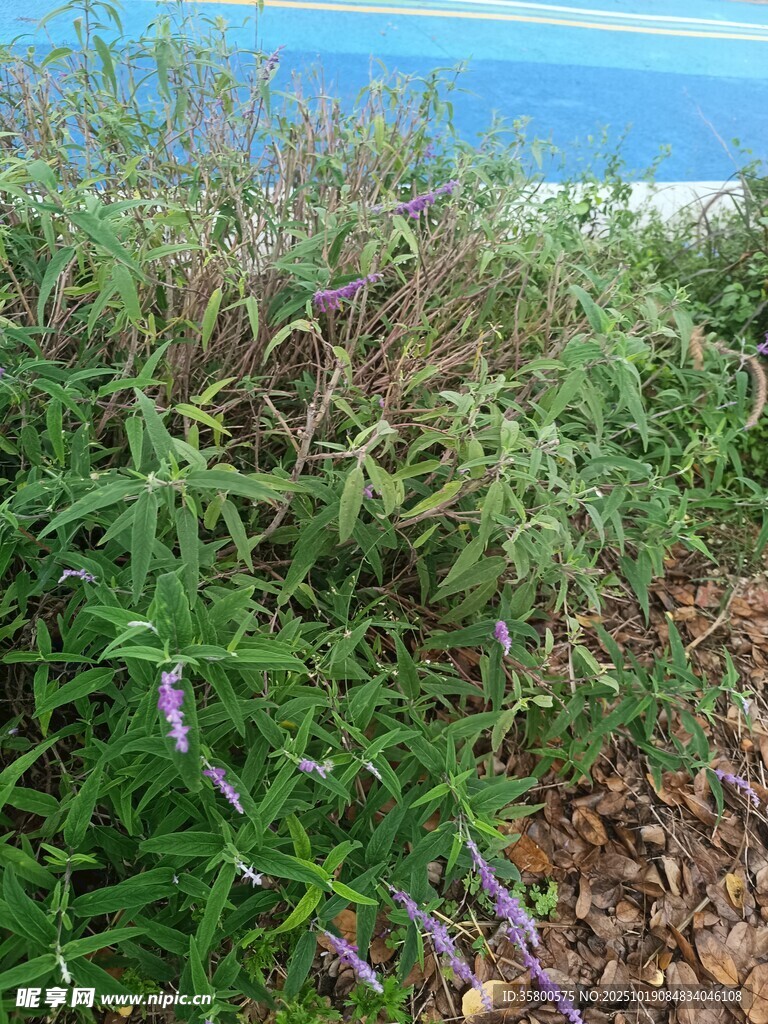 海边繁茂的紫色花草植物