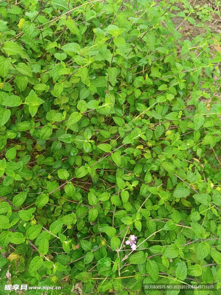 翠绿繁茂的地面植物景观