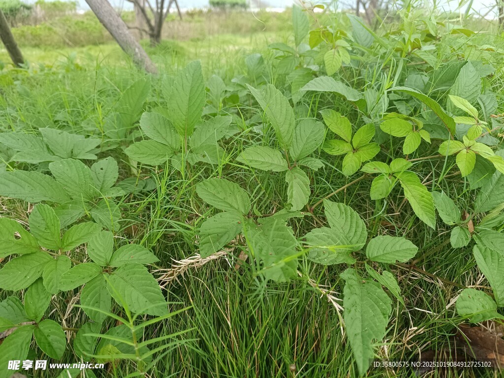 野外繁茂的绿色植物景观
