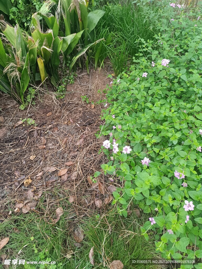 花园中的绿植与小花