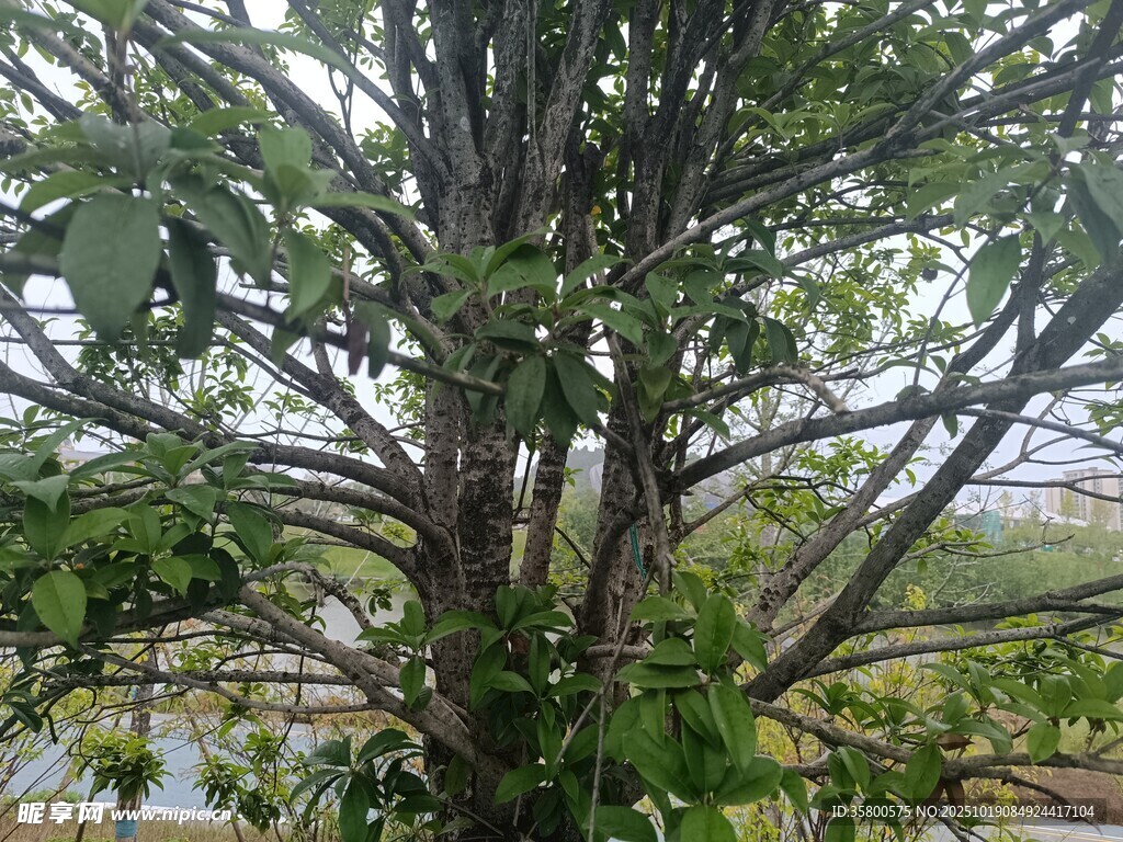 繁茂大树展现自然生机